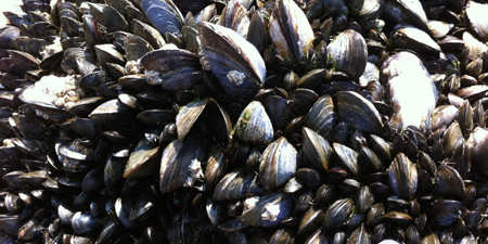 Early warning of contaminants in mussel cultivation