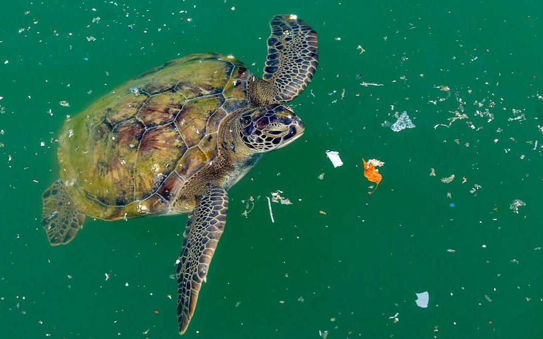 Salvar el Mediterráneo. Artículo internacional IMERMAID