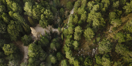 RETECHFOR – Red tecnológica y territorial para el monitoreo forestal y reducción de desastres ambientales como palancas para el desarrollo de la Bioeconomía forestal